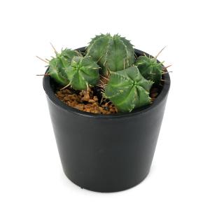 (多肉植物)ユーフォルビア メロフォルミス 3...の詳細画像1