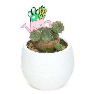 (多肉植物)ユーフォルビア オベサブロウ 2....の詳細画像1