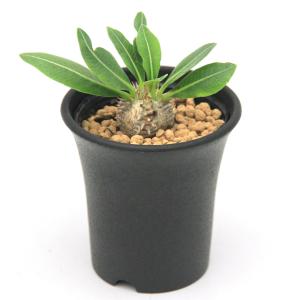 （多肉植物）パキポディウム　デンシカウレ　恵比寿大黒　実生苗　２．５号（１鉢）　コーデックス