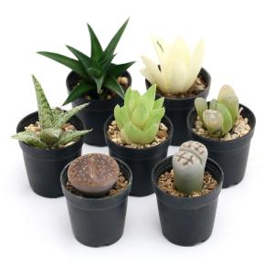 (多肉植物)人気の多肉植物 5鉢セット 品種表記...の商品画像