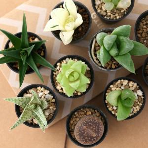 (多肉植物)人気の多肉植物 5鉢セット 品種表...の詳細画像1