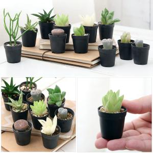 (多肉植物)人気の多肉植物 5鉢セット 品種表...の詳細画像2