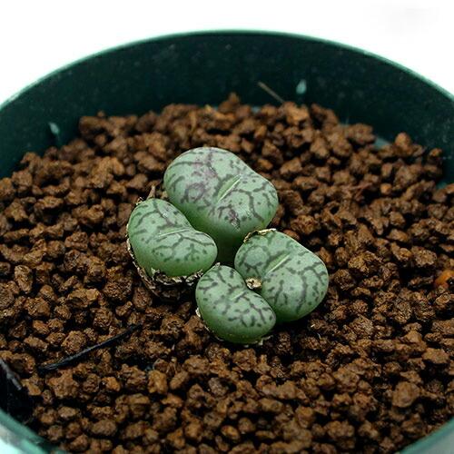 （多肉植物）コノフィッツム　ウィッテベルゲンセ　２．５号（１ポット）