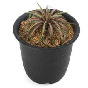 (観葉植物)ブロメリア ディッキア コリスタミ...の詳細画像1