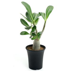（多肉植物）アデニウム　アラビカム　３〜３．５号（１鉢）
