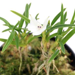 （観葉植物）洋ラン　デンドロビウム　スブリフェラム　２〜２．５号（１ポット）
