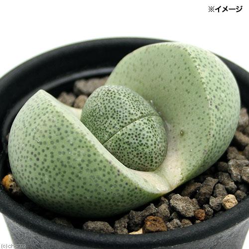 （多肉植物）メセン　帝玉　２．５号（１鉢）
