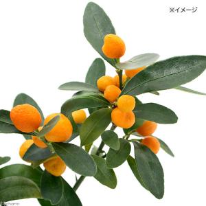 （山野草）キンズ（金豆）　３〜４.５号（１ポット）（休眠状態）