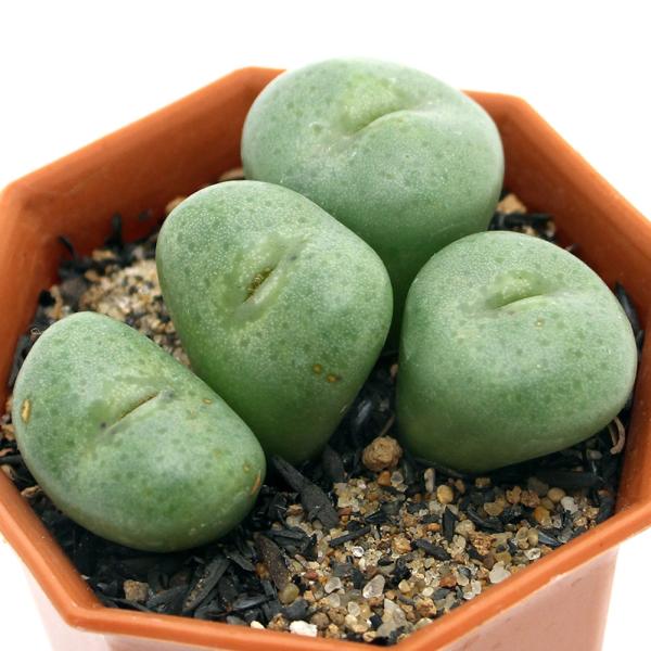 （多肉植物）コノフィツム　玉彦　２号（１鉢）
