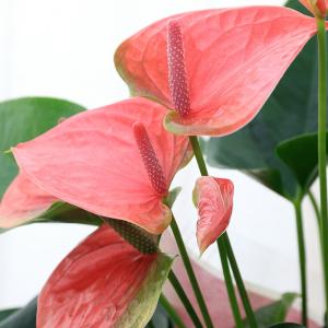 （観葉植物）アンスリウム　スイートドリーム　６号（１鉢）