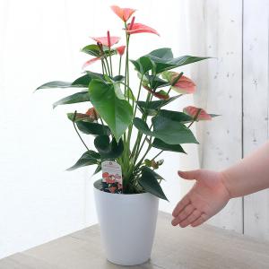 (観葉植物)アンスリウム スイートドリーム 6...の詳細画像1