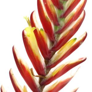 （観葉植物）フリーセア　江（ゴウ）　４号（１鉢）