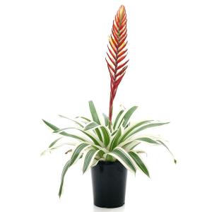 (観葉植物)フリーセア 江(ゴウ) 4号(1鉢)の詳細画像1