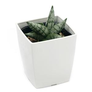 (観葉植物)インテリア サンスベリア ボンセレ...の詳細画像1