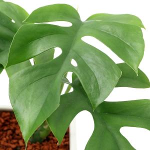 (観葉植物)ヒメモンステラ 陶器鉢植え スクエ...の詳細画像1