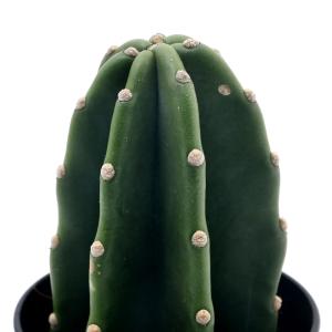 （観葉植物）柱サボテン　セレウス　キメンカク（鬼面角）　３．５号（１鉢）