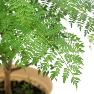 （観葉植物）ジャカランダ　４号（１鉢）