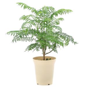 (観葉植物)ジャカランダ 4号(1鉢)の詳細画像1