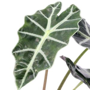 （観葉植物）アロカシア　アマゾニカ　３．５〜４号（１鉢）