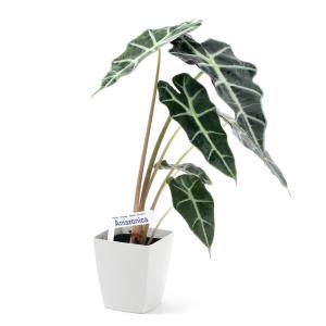 (観葉植物)アロカシア アマゾニカ 3.5〜4...の詳細画像1
