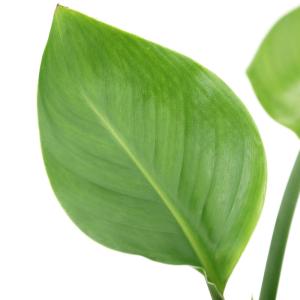 （観葉植物）ストレリチア　オーガスタ（ニコライ）　４号（１鉢）