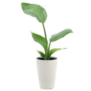 (観葉植物)ストレリチア オーガスタ(ニコライ...の詳細画像1