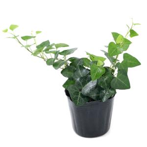 (観葉植物)ヘデラ(アイビー) ハートヘデラ(...の詳細画像1