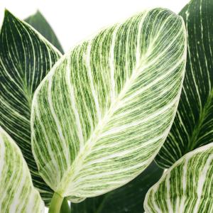 （観葉植物）フィロデンドロン　バーキン　６号（１鉢）