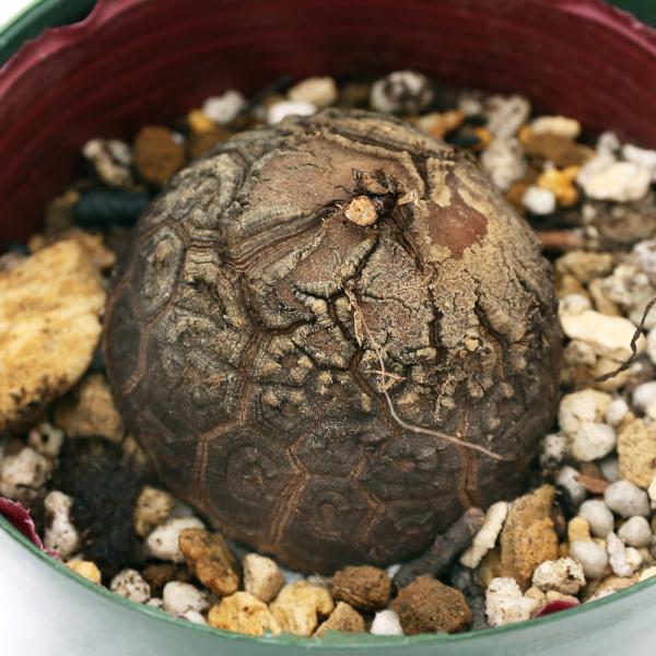 （多肉植物）ディオスコレア　エレファンティぺス（亀甲竜）　Ｍサイズ　３号（１鉢）