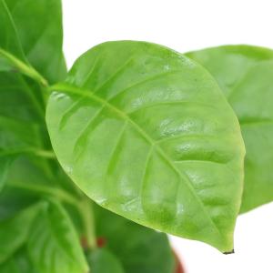 （観葉植物）コーヒーの木　２号ロング（１鉢）