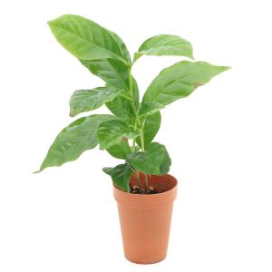 (観葉植物)コーヒーの木 2号ロング(1鉢)の詳細画像1