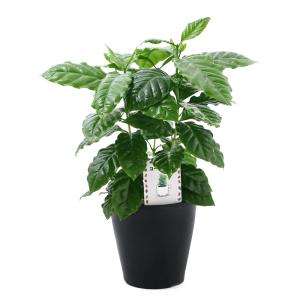 (観葉植物)コーヒーの木 5号(1鉢)の詳細画像1