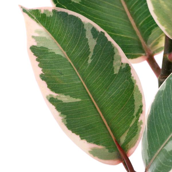 （観葉植物）フィカス　エラスティカ　ルビー　曲がり樹形　５号（１鉢）