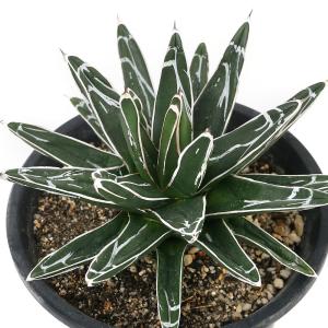 （多肉植物）アガベ　笹の雪　５号（１鉢）