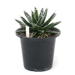 (多肉植物)アガベ 笹の雪 5号(1鉢)の詳細画像1