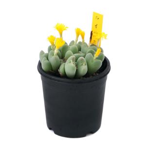(多肉植物)コノフィツム ルイザエ 2号(1鉢)の詳細画像1