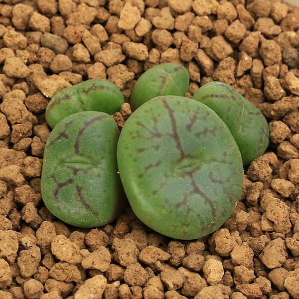 （多肉植物）コノフィツム　清姫　２号（１鉢）