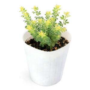(観葉植物)ロータス ブリムストーン 3号(1...の詳細画像1