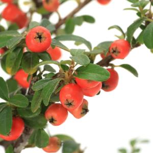 (盆栽)カマツカコケモモ 盆栽仕立て 4号〜(1鉢)の詳細画像2