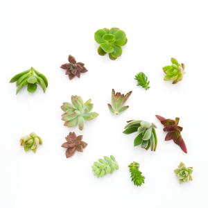 (観葉植物)おまかせプチ多肉 カット苗 10苗...の詳細画像1