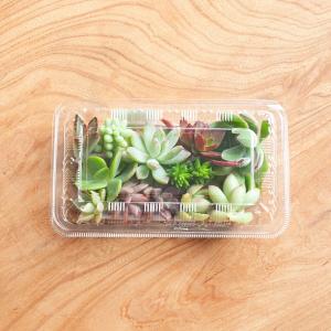 (観葉植物)おまかせプチ多肉 カット苗 10苗...の詳細画像2