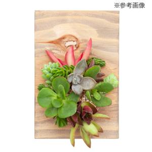(観葉植物)おまかせプチ多肉 カット苗 10苗...の詳細画像3