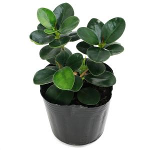 (観葉植物)小さい インテリア フィカス パン...の詳細画像1