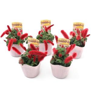 (観葉植物)キャットテール 3〜3.5号(1ポット)の詳細画像1