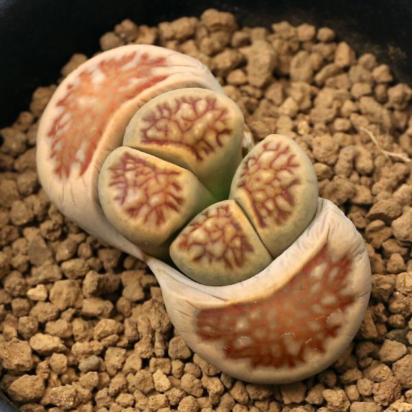 （多肉植物）品種系リトープス　菊章玉　１株植え　２．５号（１鉢）