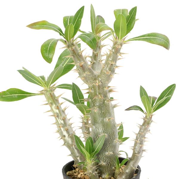 （多肉植物）パキポディウム　ホロンベンセ　３．５号（１鉢）　コーデックス