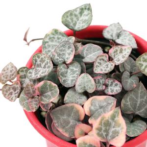 （多肉植物）ハートカズラ　レディハート（セロペギア　ウッディー）　２．５〜３号（１鉢）