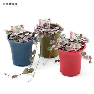 (多肉植物)ハートカズラ レディハート(セロペ...の詳細画像1