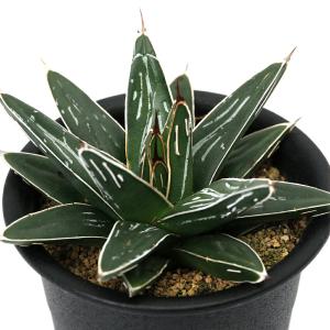 （多肉植物）アガベ　笹の雪（ササノユキ）　３号（１鉢）