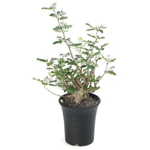 (多肉植物)一点物 センナ メリディオナリス 実...の商品画像